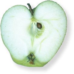 Aepfel