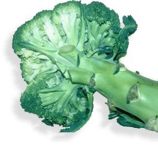 Broccoli