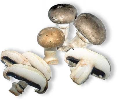 Champignons