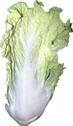 Chinakohl