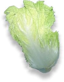 Chinakohl