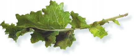 Cima di Rapa