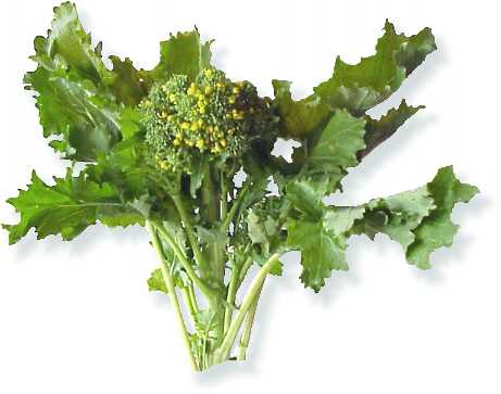 Cima di Rapa