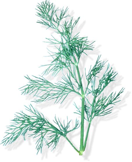 Dill
