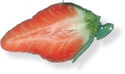 Erdbeere