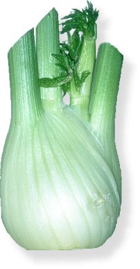 Fenchel