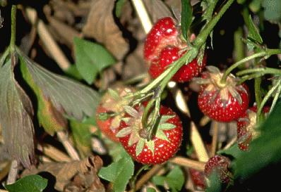 Erdbeeren