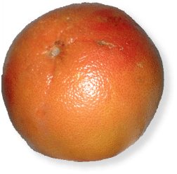 Grapefruit