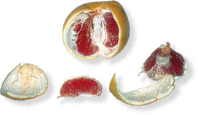 Grapefruit