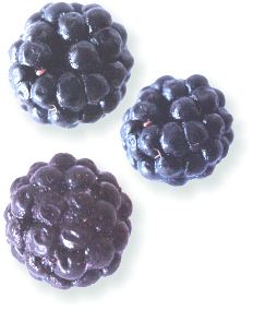 Brombeere