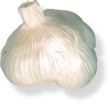 Knoblauch