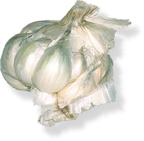 Knoblauch