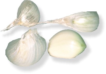 Knoblauch