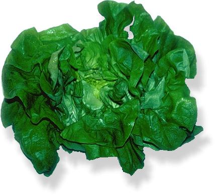 Kopfsalat