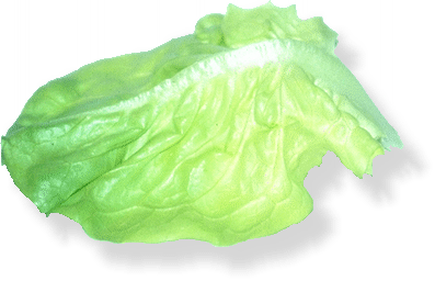 Kopfsalat