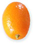 Kumquat