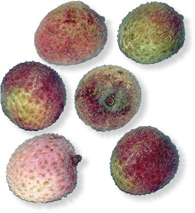 Litchi