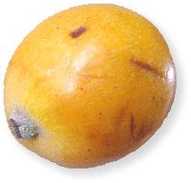 Loquat