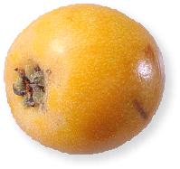 Loquat