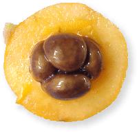 Loquat