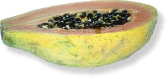 Papaya