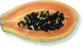 Papaya