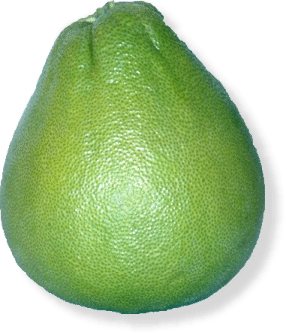 Pomelo