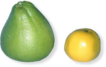 Pomelo