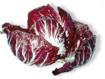 Radicchio