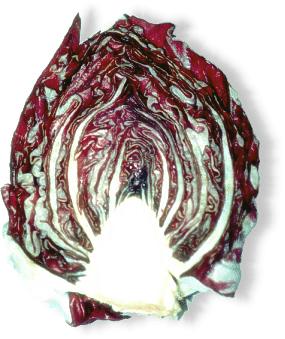 Radicchio