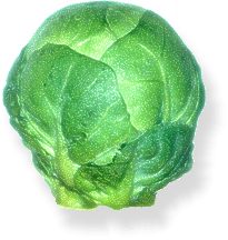 Rosenkohl