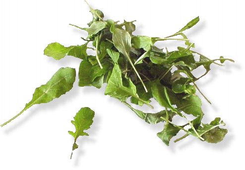 Rucola