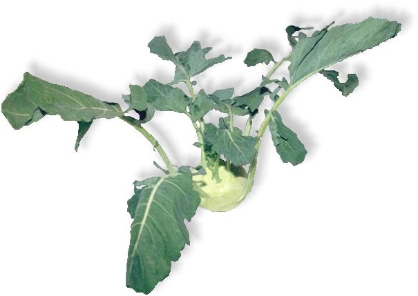 Kohlrabi