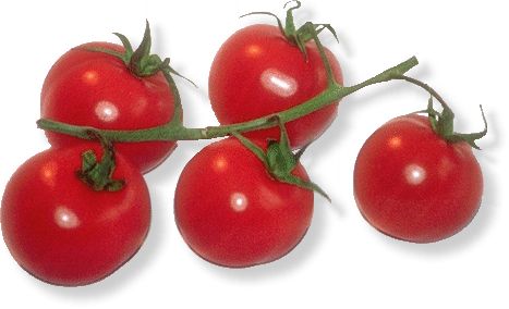 Tomate